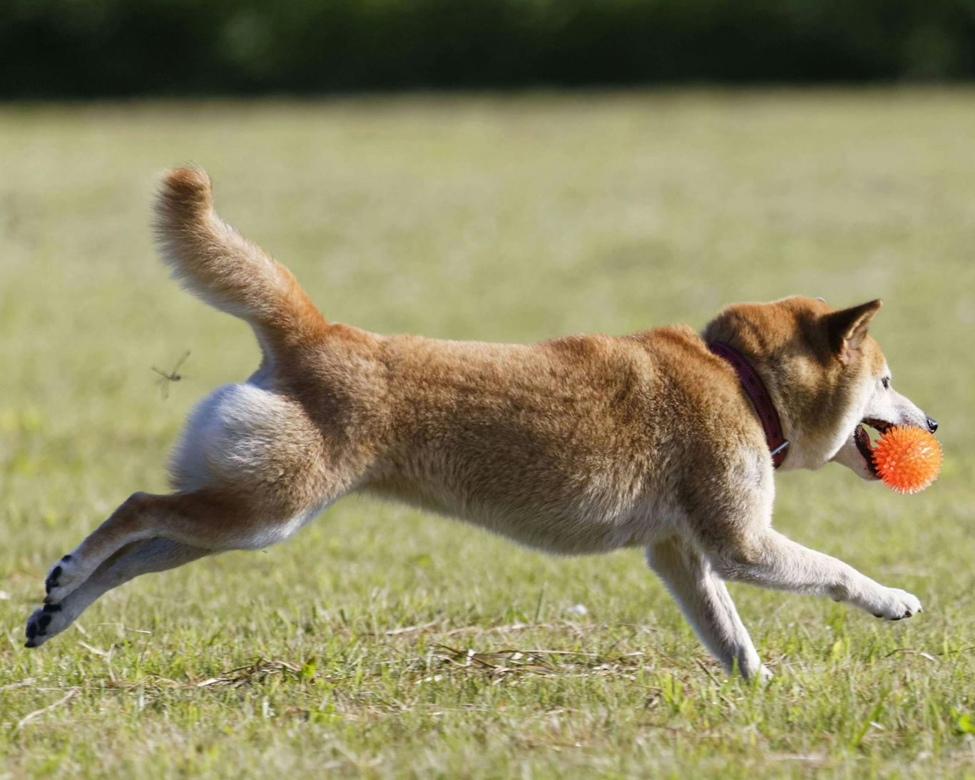 Pet-friendly policy highlighted with a dog playing fetch at Best Travel Inn.