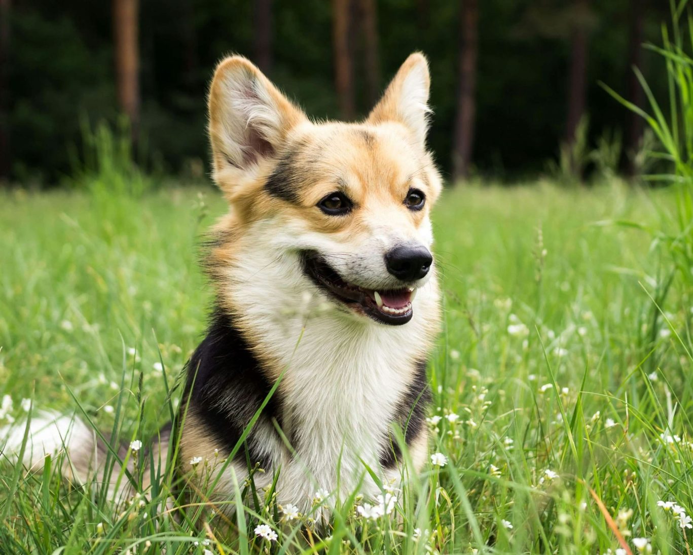 Happy corgi dog sitting in grassy field at pet-friendly Guest House Motel in Chanute.