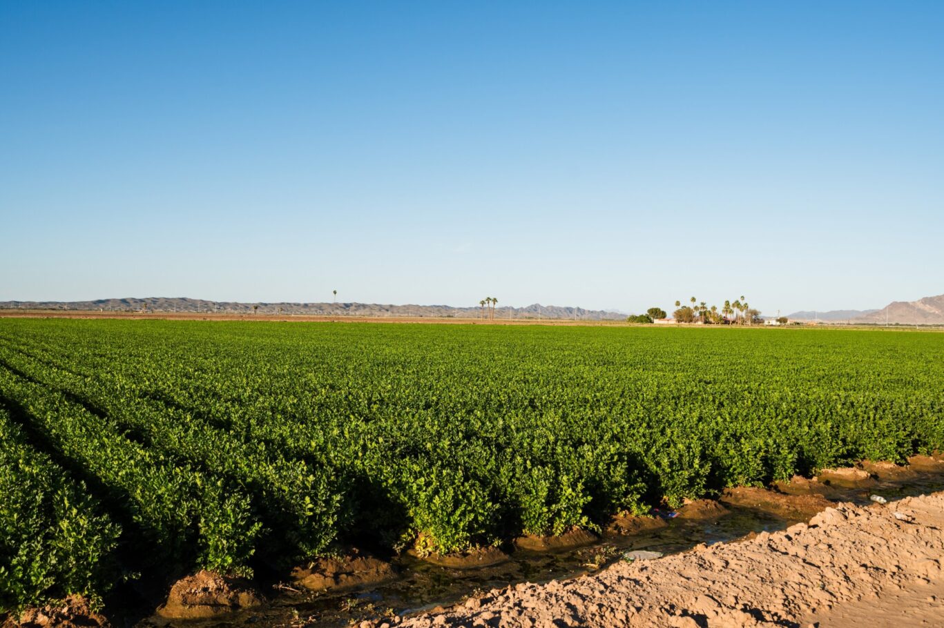 Farm,Fields,Outside,Of,Yuma,Arizona,,Usa.
