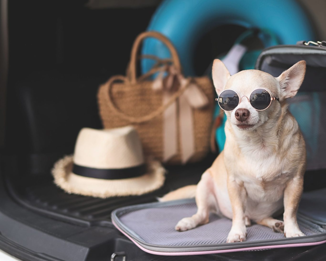 Stylish chihuahua wearing sunglasses next to luggage in the trunk of a car, ready for a pet-friendly stay at Resort City Inn.