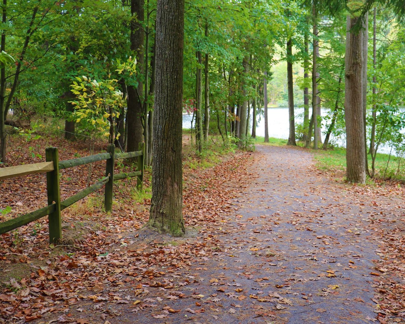 Scenic walking trail in Buchanan State Forest near Judy's Motel in Bedford, Pennsylvania.