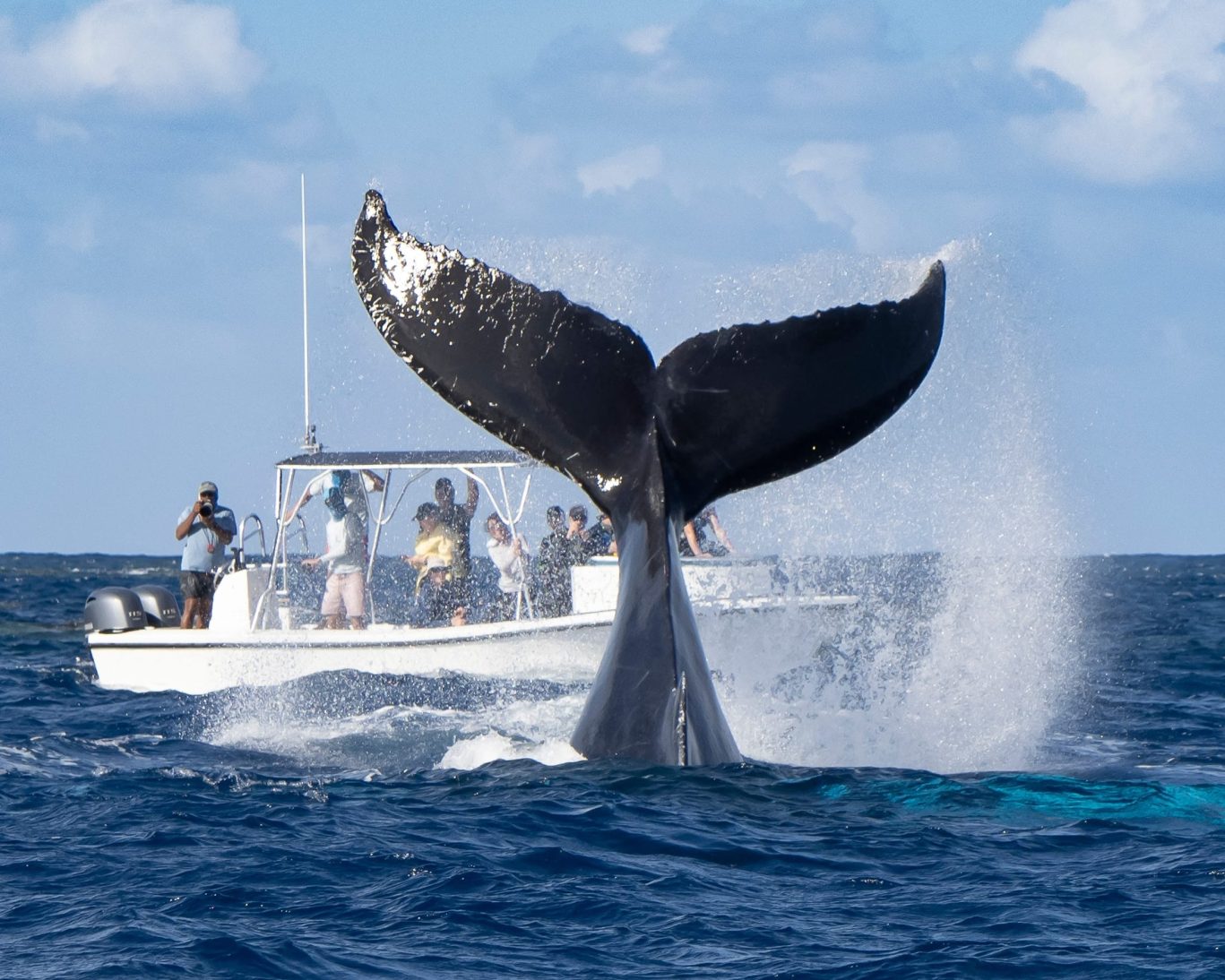 Hampton Whale watching.