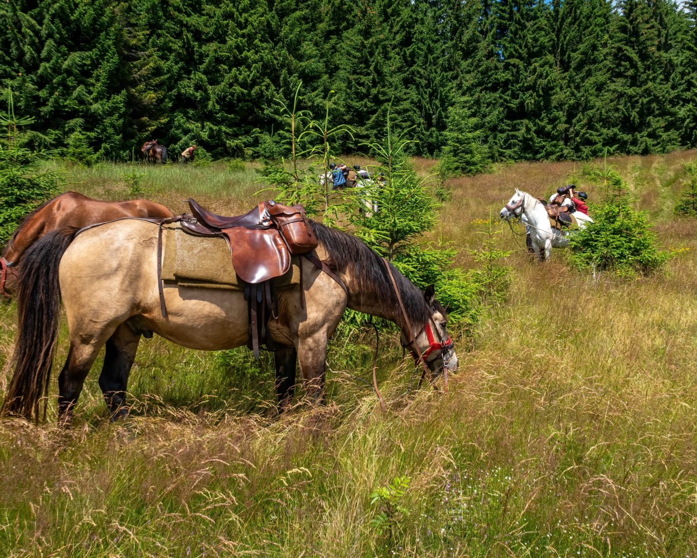 Horseback riding through Adirondack forest near Lake Luzerne, New York.
