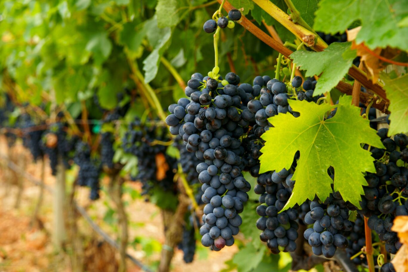 Hotel in North Georgia