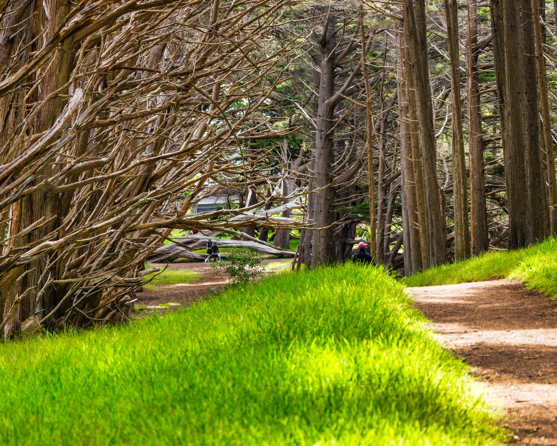 Walking trail through tall trees and bright grass at Buddy Hopkins Nature Preserve in Fitzgerald GA