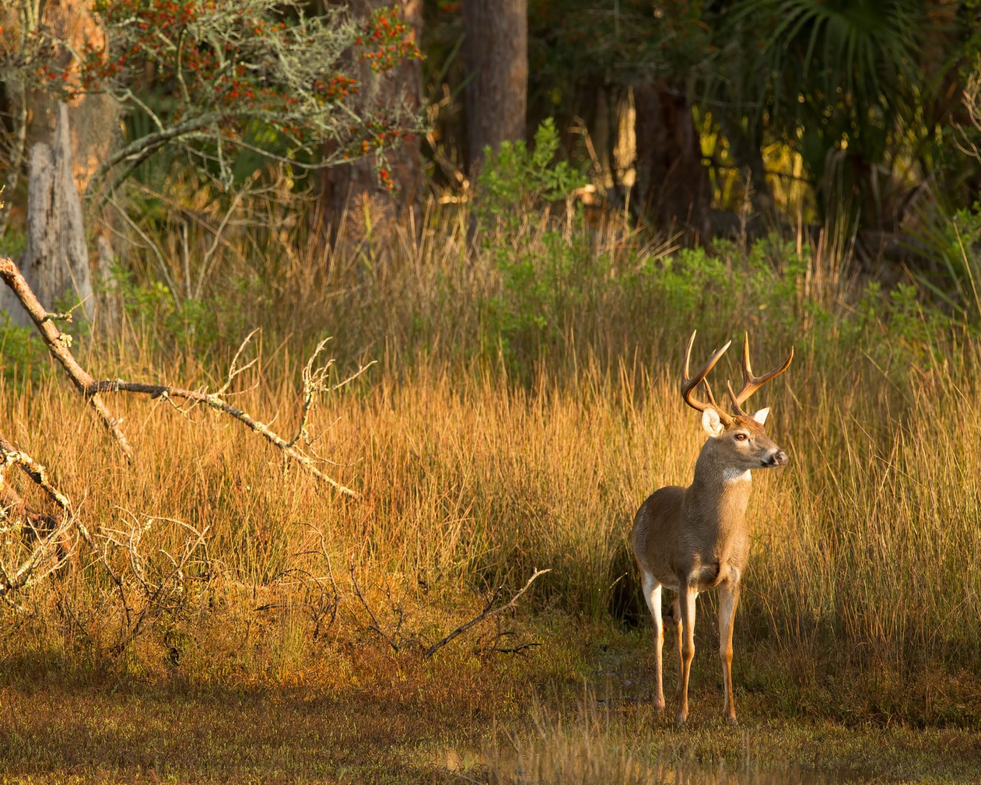 Bullard Creek Wildlife Area.