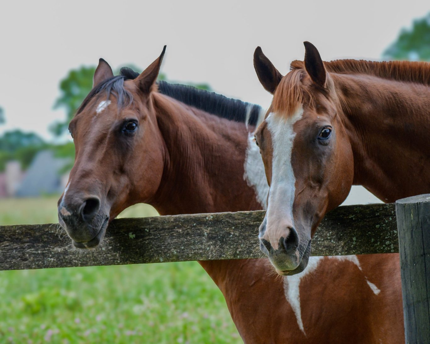 Circle SS Horse Auction.