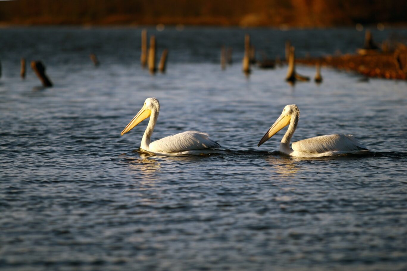 shutterstock_2555335045