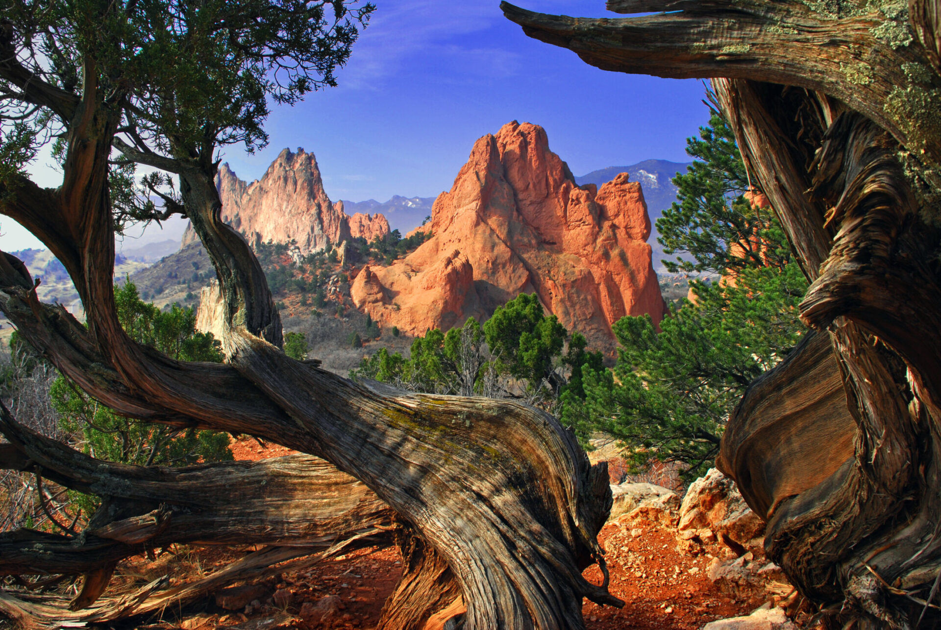Red rock formations framed by twisted juniper trees in Garden of the Gods, Colorado Springs