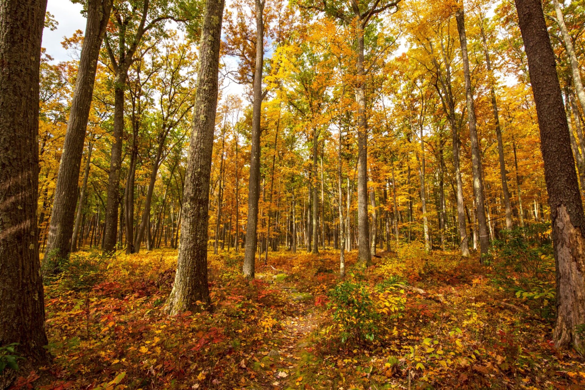 Colorful autumn foliage along hiking trail in Allegheny National Forest, Pennsylvania