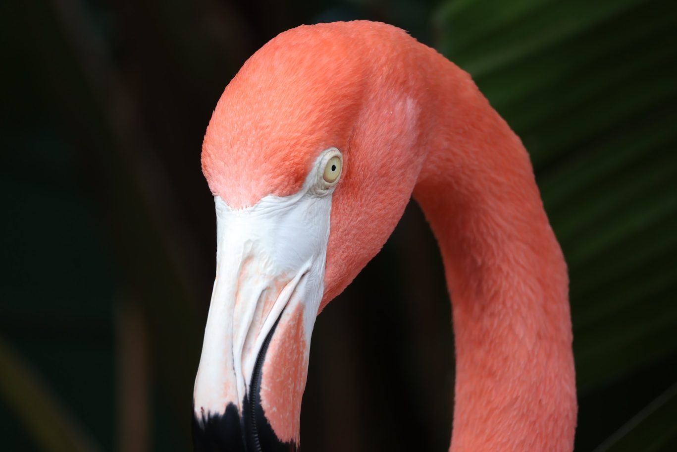 Close-up of a vibrant pink flamingo with striking yellow eye and curved beak.