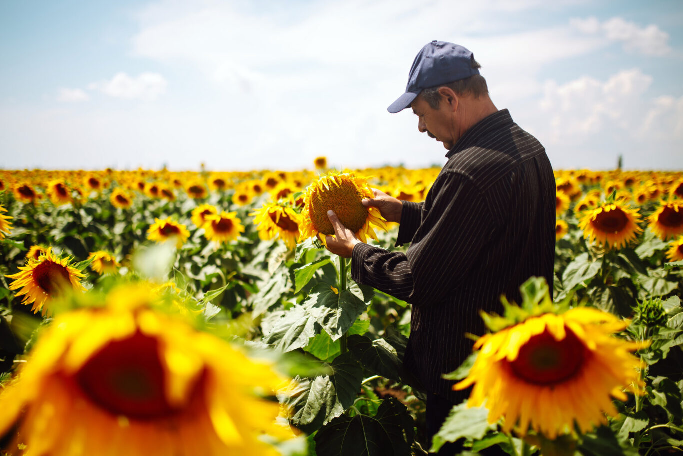 home grown sunflower field