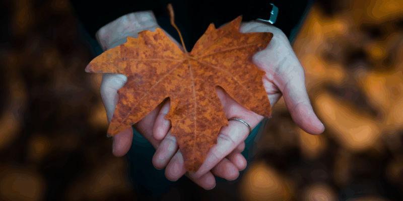 autumn leaf peeping