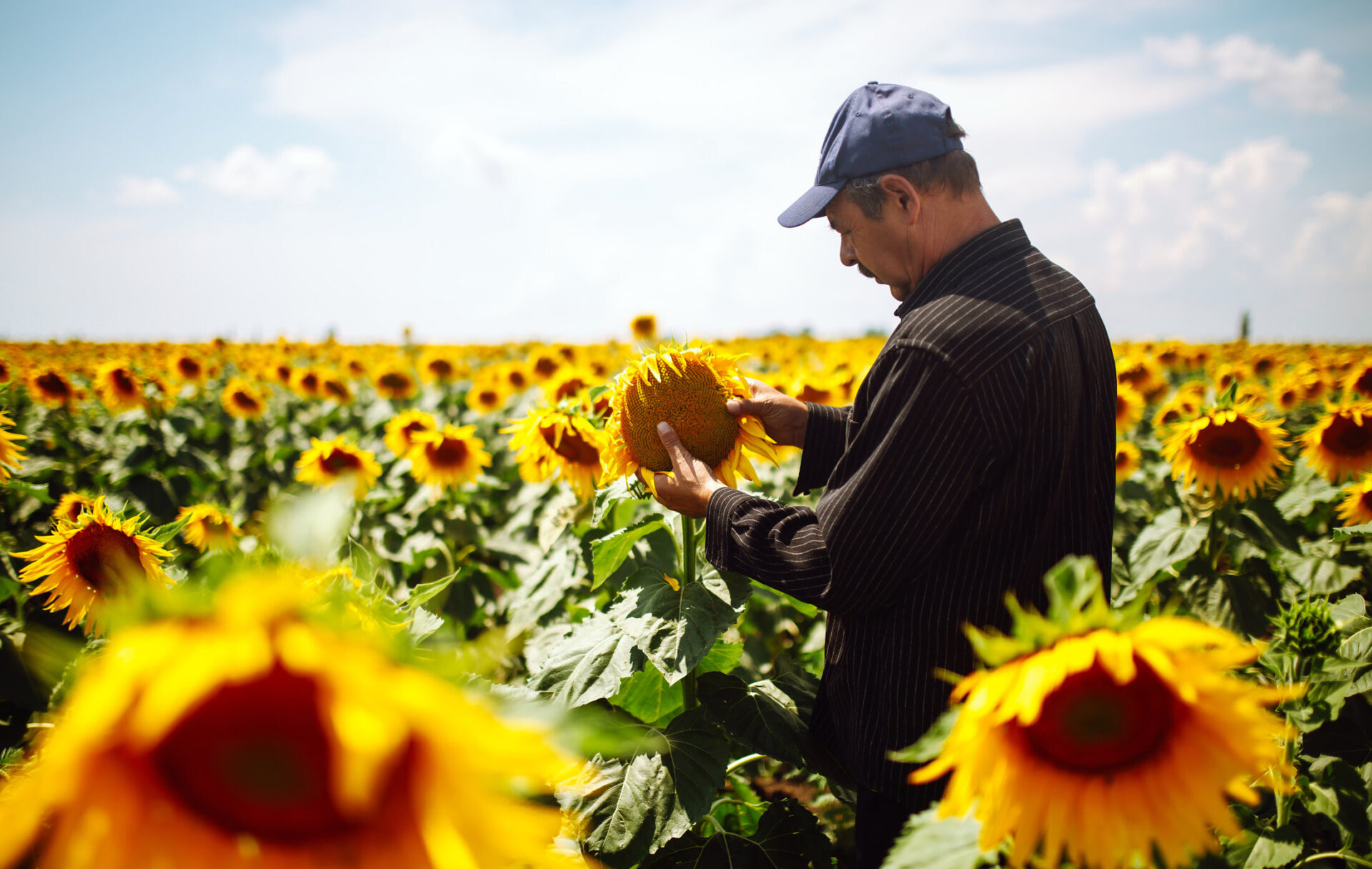 essential worker farmer picking yellow flowers